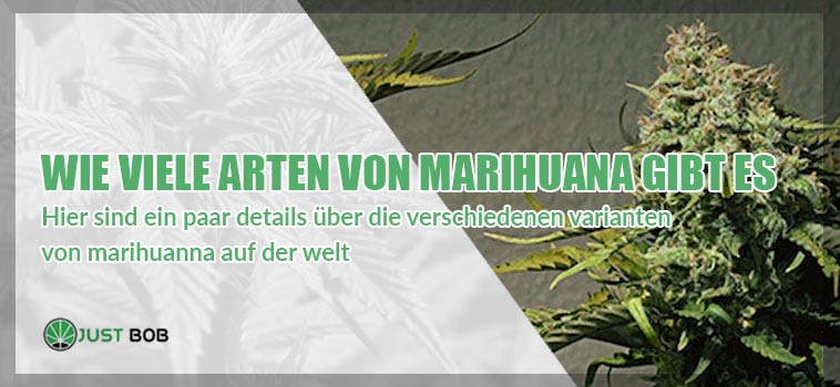 Wie viele Arten von Marihuana gibt es?