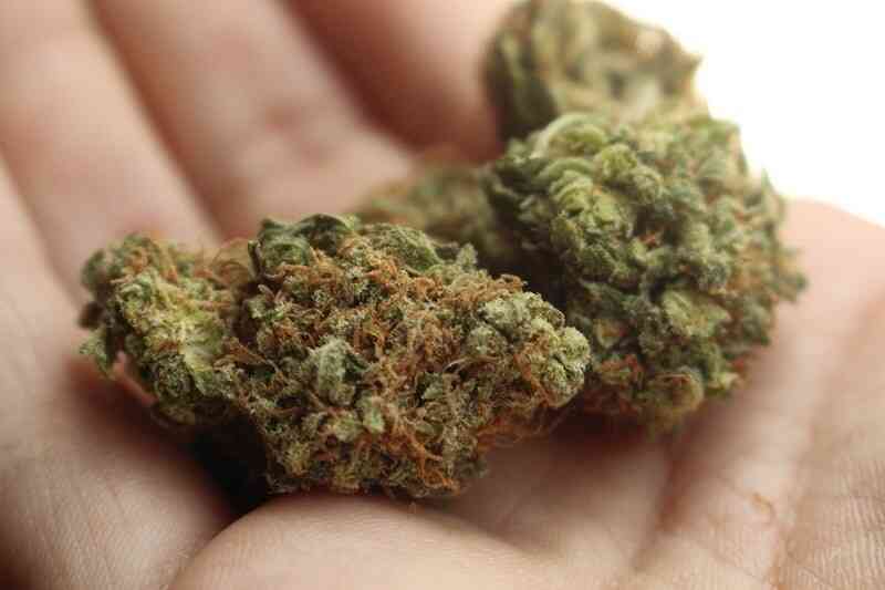 Cannabis Legal Cbd mit Tisane