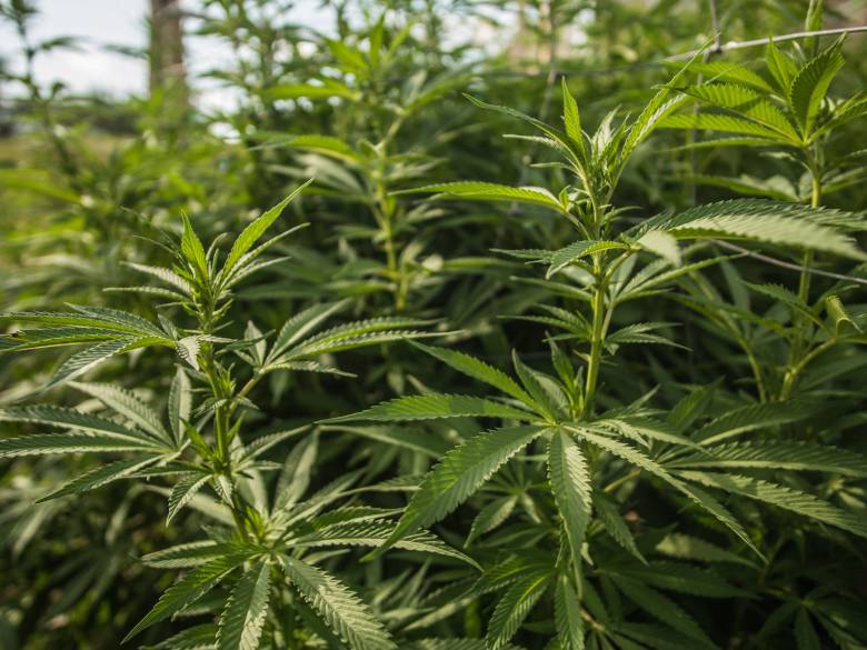 Sie können Cannabis Zuhause anbauen