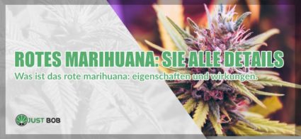 Rotes Marihuana : sie alle details