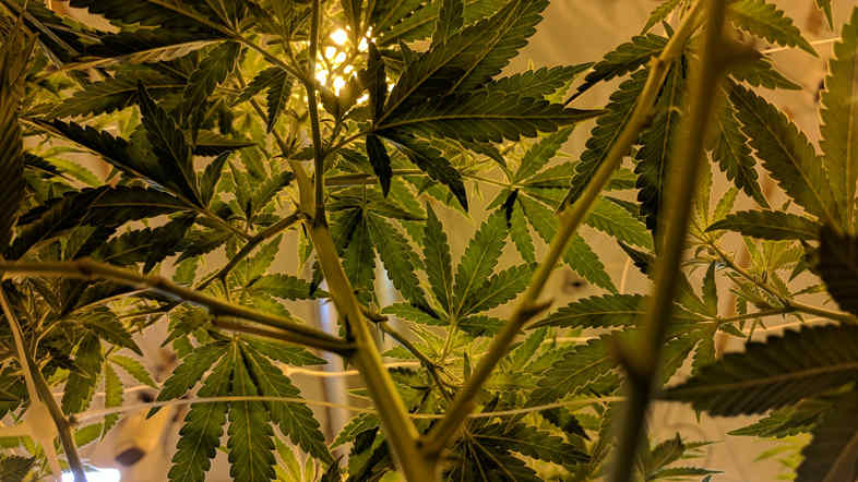Marihuana und drogentests