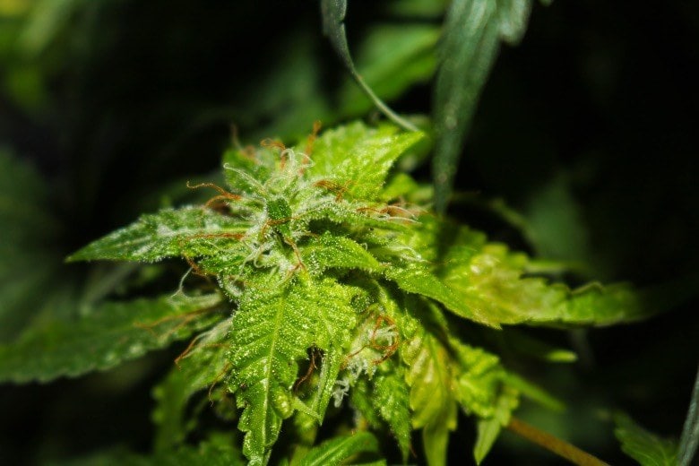 Die besondere Genetik von selbstblühendem Cannabis