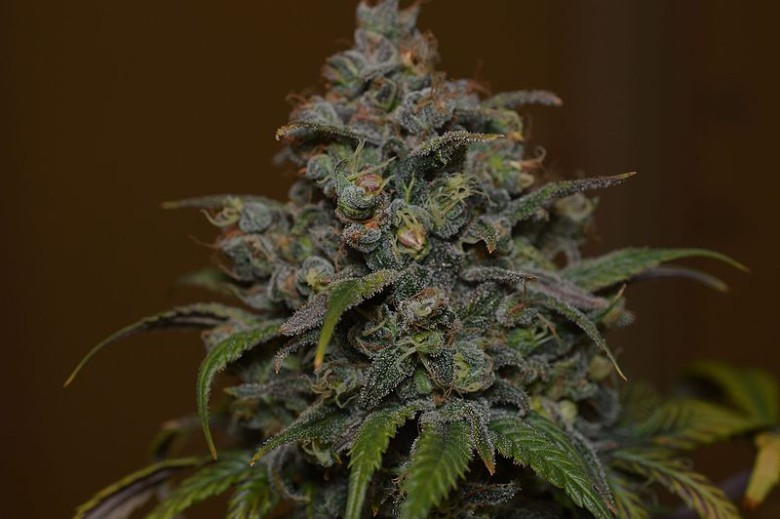 Cheese-Marihuana-cbd