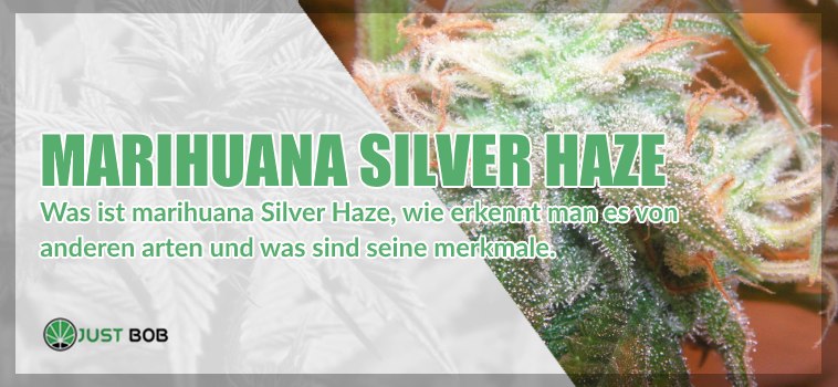 Marihuana Silver Haze