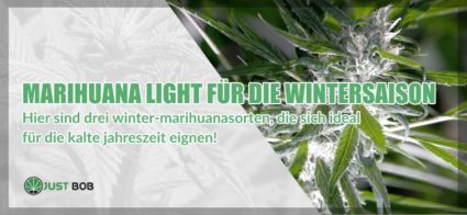 Drei Marihuanasorten, die perfekt für Wintersaison