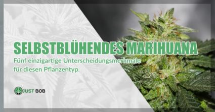 Selbstblühendes Marihuana: Unterscheidungsmerkmale