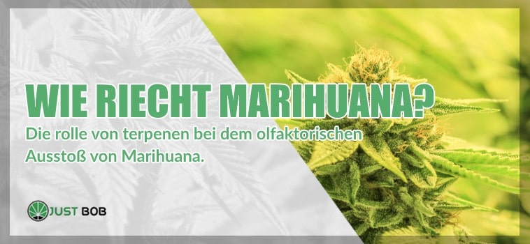 Wie riecht Marihuana?