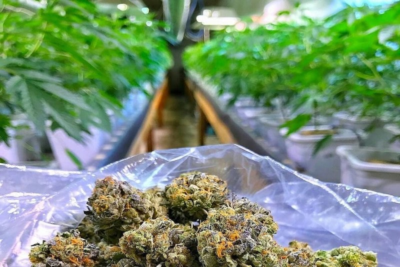 Wirkprinzip von THC