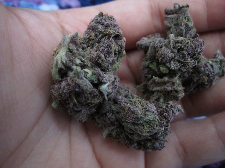 Wie man purple Marihuana anbaut