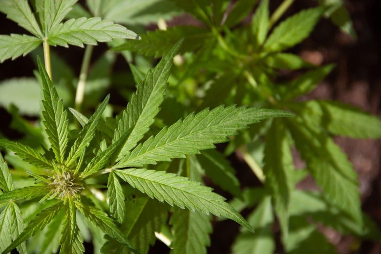 Amsterdam Cannabis Cup 2020: Wo findet er statt?