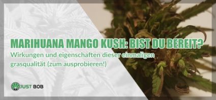 Marihuana Mango Kush: Bist du bereit dafür?