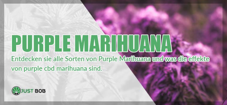Purple Marihuana: hier sind alle Sorten