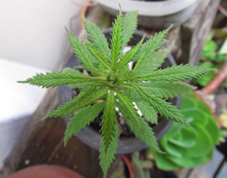 technik-für-bestes-cannabis