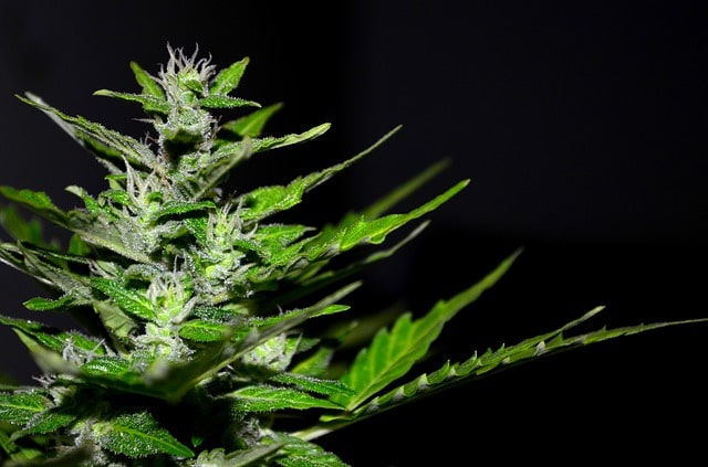 CBD und CBDA: Was sind die Unterschiede?