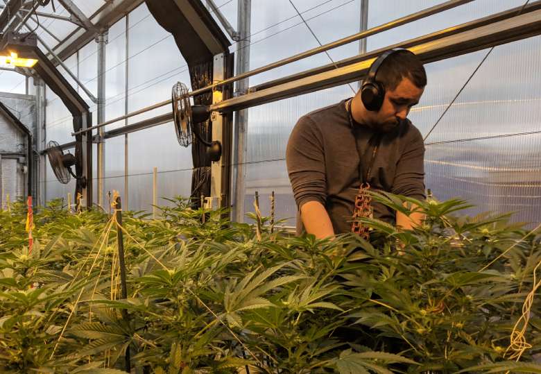 Der innovative Anbau von California Haze CBD