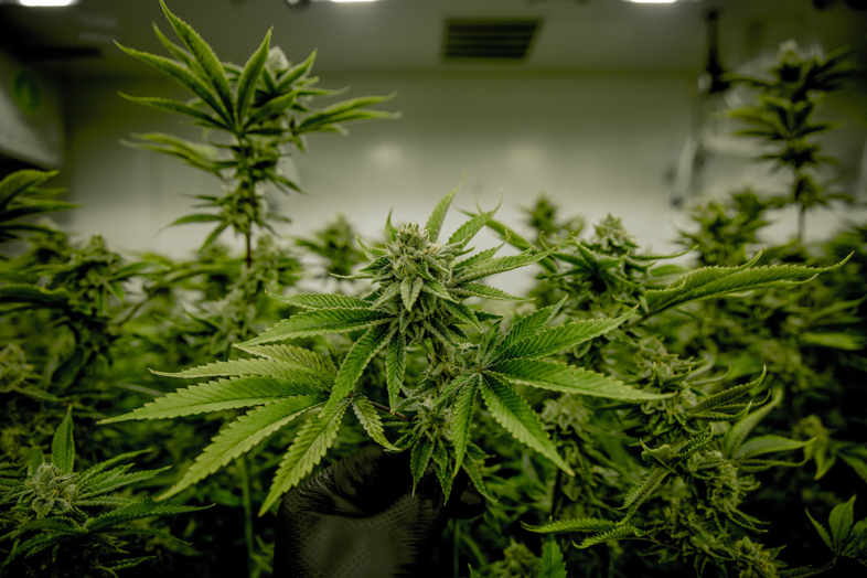 THC-Cannabissucht: Forschung des Nationalen Instituts für Drogenmissbrauch.