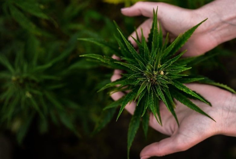 CBD zur Verringerung von Epilepsie-Episoden