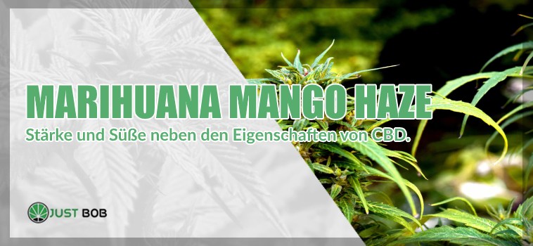 Marihuana Mango Haze: Stärke und Süße neben den Eigenschaften von CBD