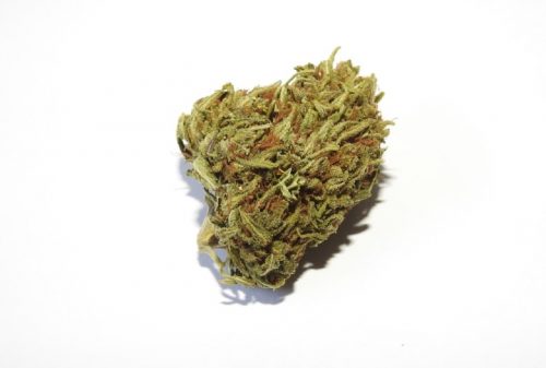 Die Geschichte von Franco Loja, dem Schöpfer von Lemon Cheese Marihuana.