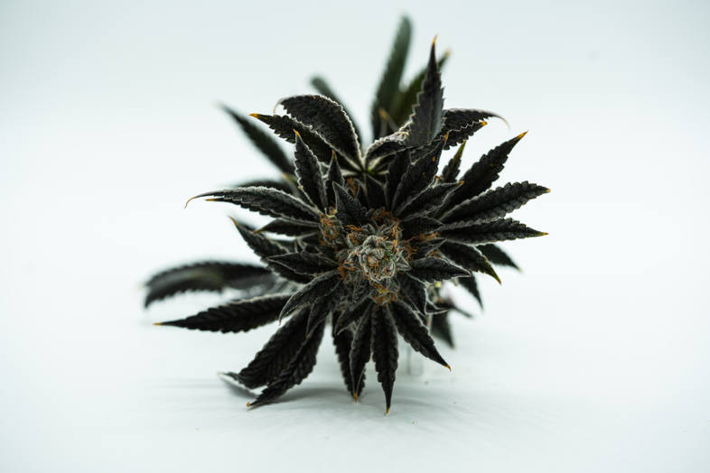 Auf Justbob kaufen Sie WIRKLICH legales Cannabis.