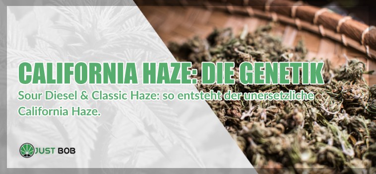 California Haze: Die Genetik hinter diesem Meisterwerk.
