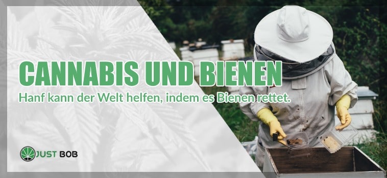Cannabis kann der Welt helfen, indem es Bienen rettet