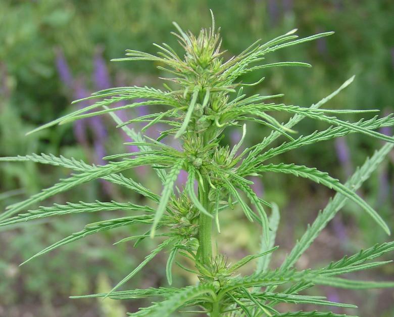 Mexikanischer Cannabis: Das “dritte Problem”