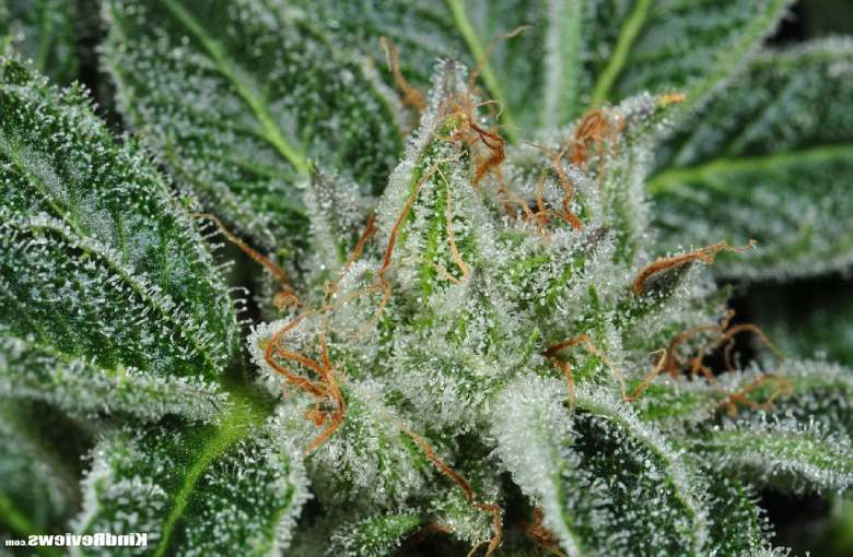 Eigenschaften von Kush Breath Marihuana