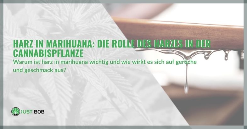 Harz in Marihuana: Die Rolle des Harzes in der Cannabispflanze