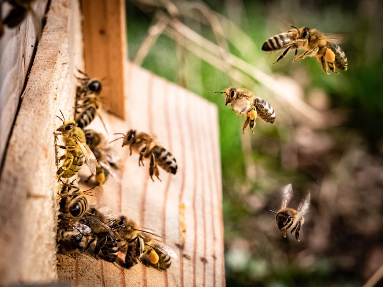 Warum ist das Studium von Hanf und Bienen so wichtig?