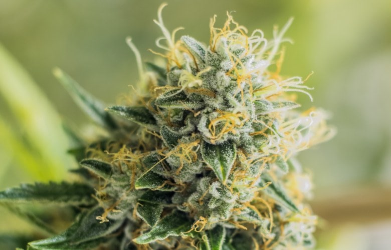 Der Anbau von CBD-Cannabis fördert das Bienenleben