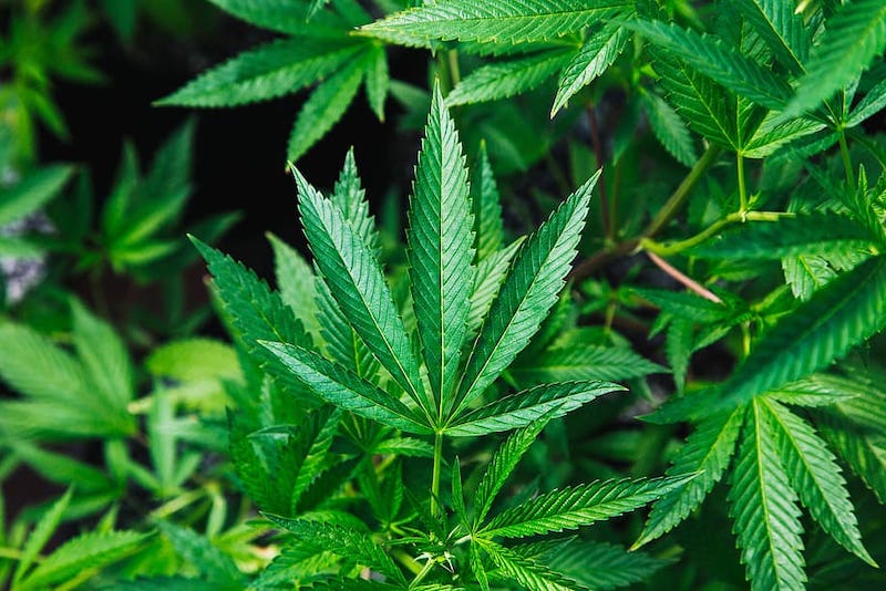 Der Preis für legales Marihuana