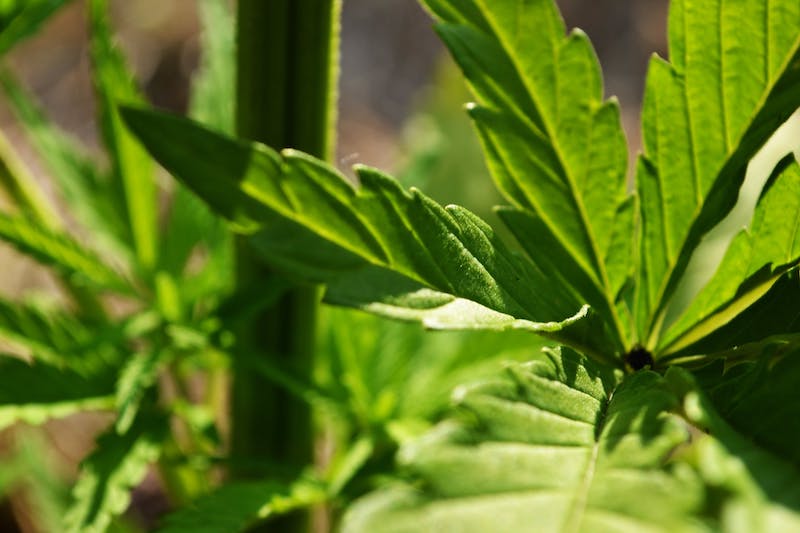 Verwendung von männlichem Cannabis