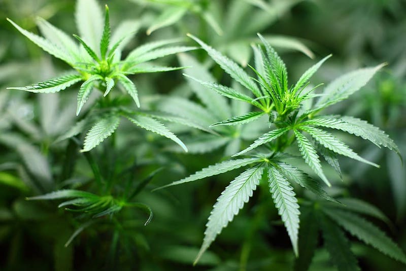 Der Preis für legales Cannabis in Italien