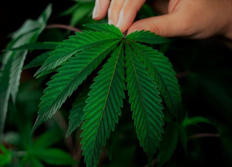 New York legalisiert Marihuana