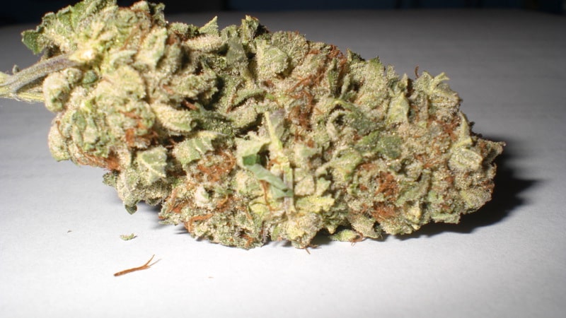 Legale Cannabis-Diät-Samen
