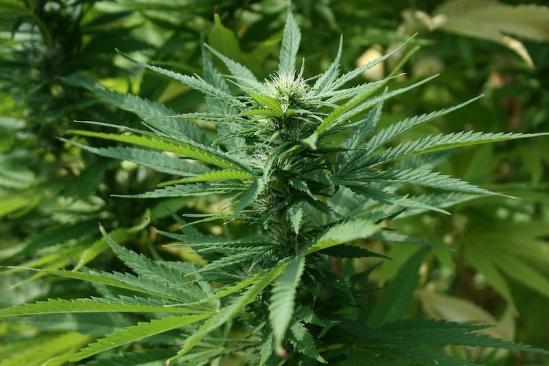 Psychotropes Marihuana: Warum und wo?