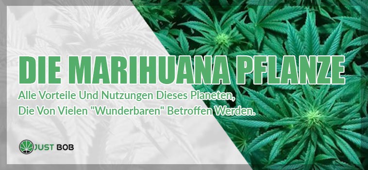 Die Marihuana Pflanze