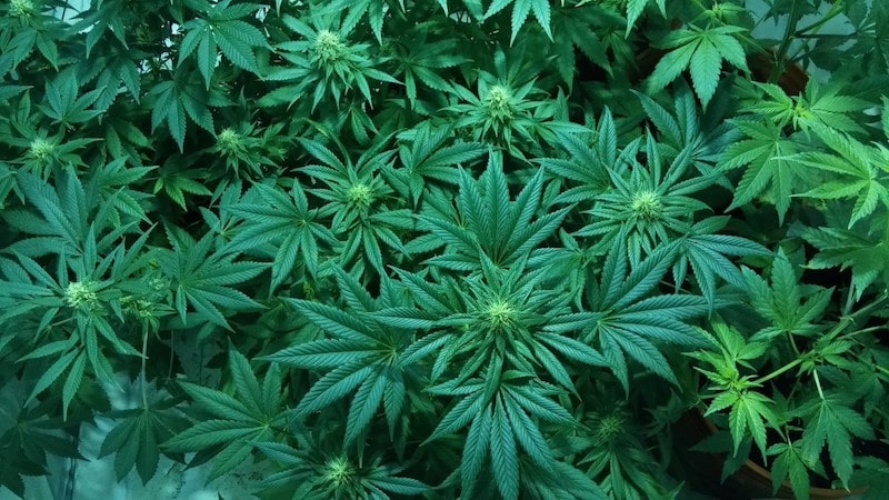 Die Marihuana-Pflanze