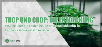 THCP und CBDP: die Entdeckung