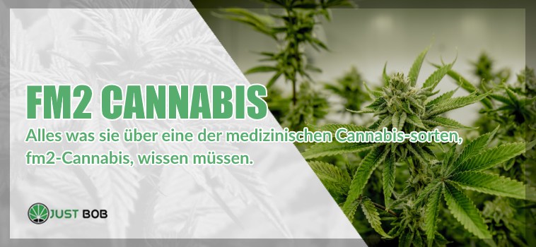 Medizinisches Marihuana: FM2 Cannabis