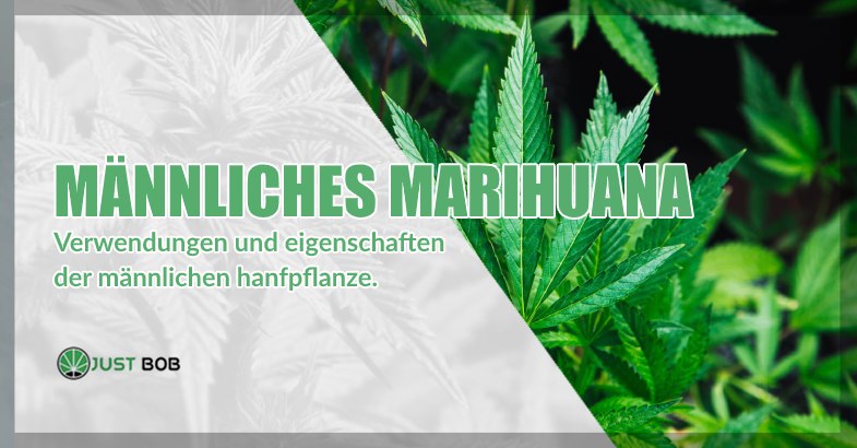 Männliches CBD Gras
