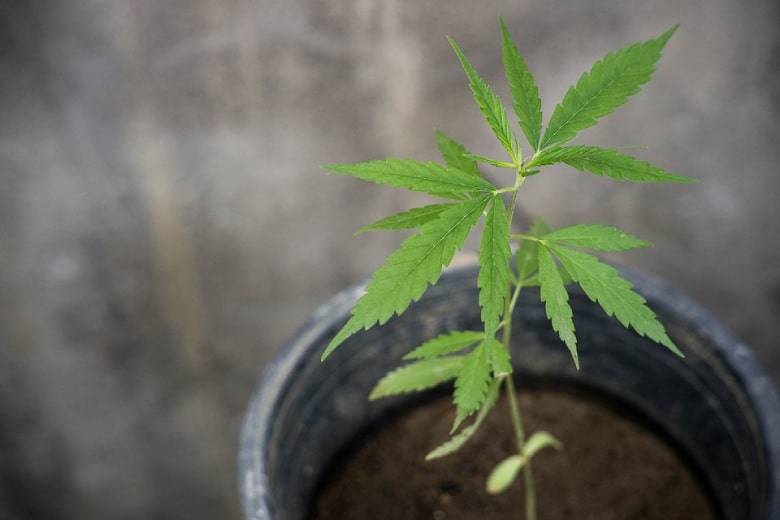 Der natürliche Anbau von Cannabis