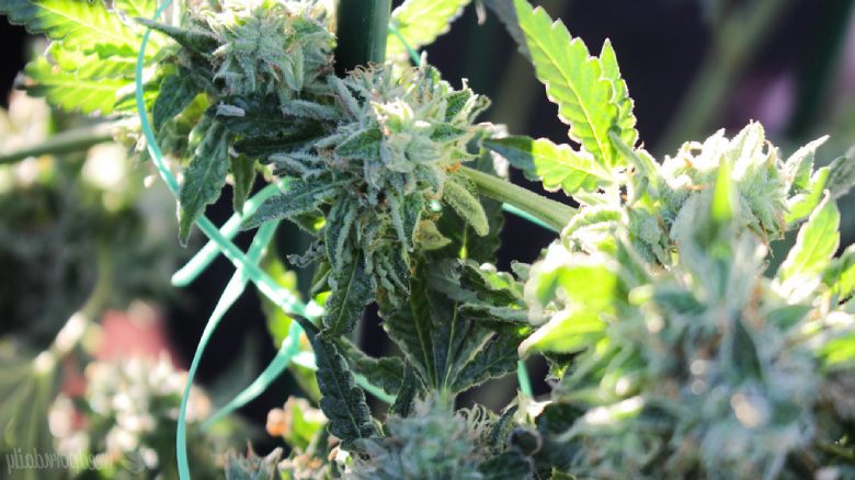 CBD Marihuana