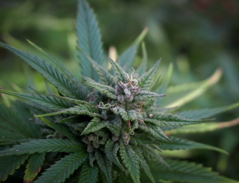Cbd Gras