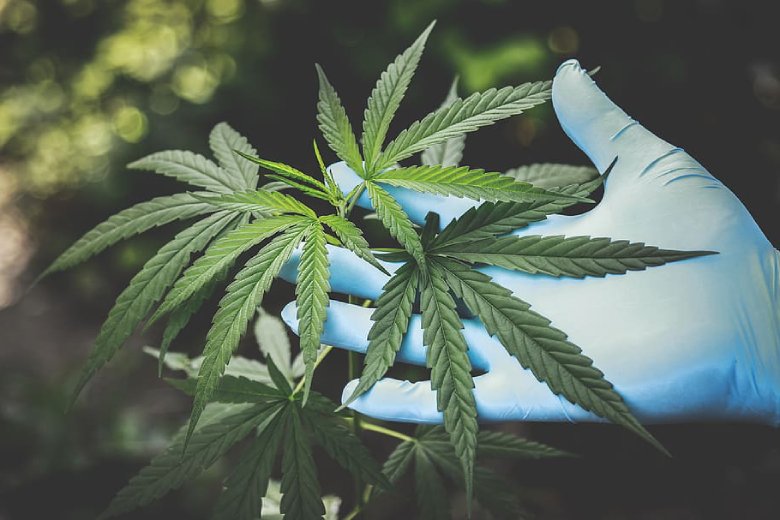 What if CBD Cured Cancer?