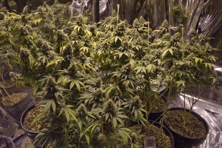 Melon Kush: Lemon Haze und Kush