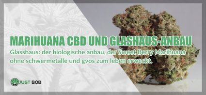 Marihuana CBD und Glashaus