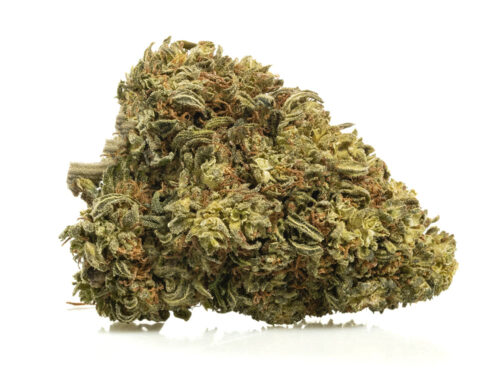 Nahaufnahme einer Spitze von cbd Gras AK47 CBD BOOST