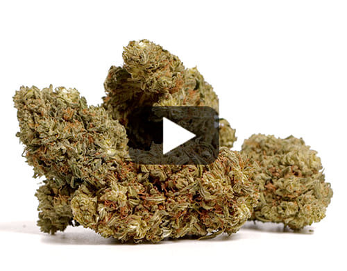 Videovorschau von cbd Blüten AK47 CBD BOOST mit grünen und braunen Nuancen